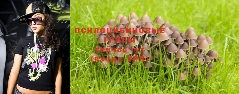 Псилоцибиновые грибы Psilocybine cubensis  продажа наркотиков  Череповец 